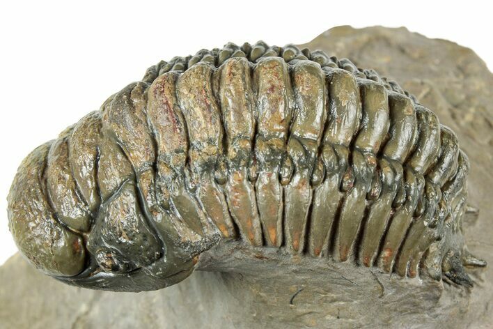 Beautiful Crotalocephalina Trilobite - Exposed Hypostome #311686